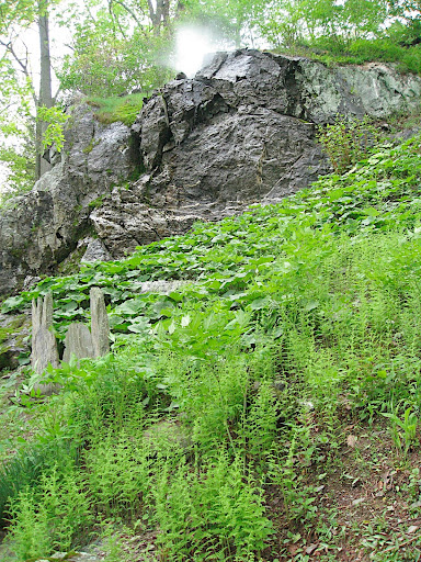 The constant spray of mist ensures a high population of lush, moisture loving plants like ferns and moss.