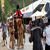 Woodford Folk Festival