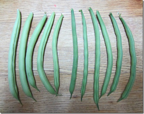 Provider (left) and Fresh Pick bush beans