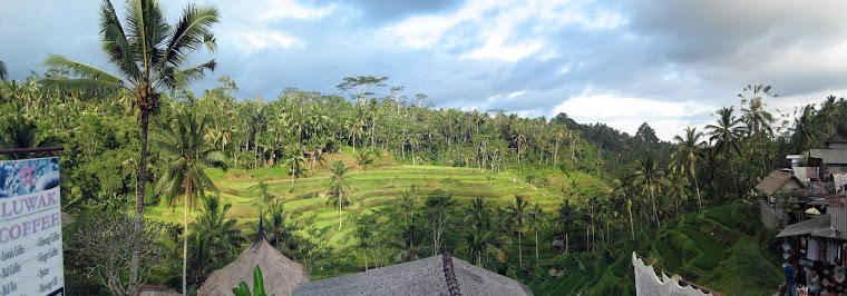 Rice terrace Rice terrace