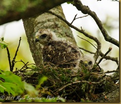 Red-shoulder Hawk _ROT3605 June 01, 2011 NIKON D3S Red-shoulder Hawk _ROT3605 June 01, 2011 NIKON D3S