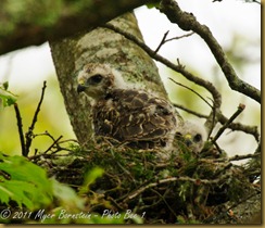 Red-shoulder Hawk _ROT3605 June 01, 2011 NIKON D3S