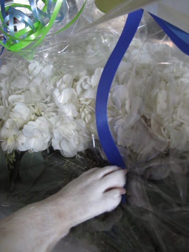 I'll just pull this pretty ribbon to unwrap the cellophane.