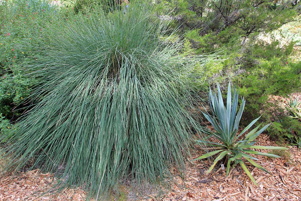 [Muhlenbergia-lindheimeri-%252B-Yucca-pallida%255B2%255D.jpg]