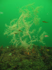 Underwater Observatory
