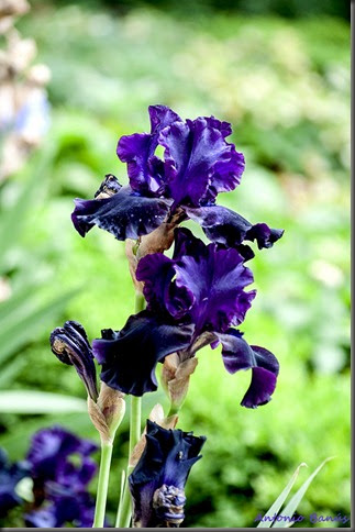 8 iris paint it black _dsc8549x1