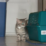 Kitty, 2000 - 2002