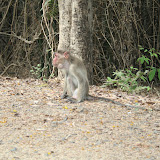 Vj - Monkeys