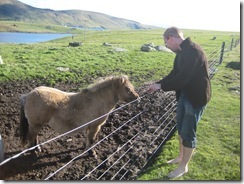 3626 Shetland Ponies on West Burra
