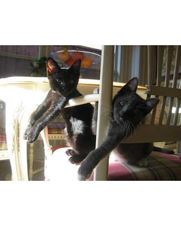 Cats don’t usually pant until they are overwhelmed and overcome by the heat. (Photo of Max and Sami hangin' out, by Blondie)