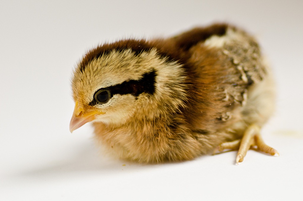 [ChicksApr29-9123%255B3%255D.jpg]