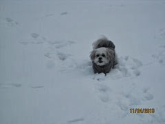 Snuggles likes the snow 4