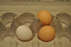  Chicken Gallery
