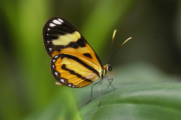 Ithomiinae : Hypothyris sp. Jardim botanico. Rio de Janeiro, 31 janvier 2012. Photo : J.-M. Gayman