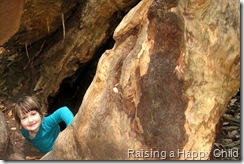 July24_Redwoods1