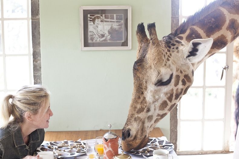 giraffe-manor-0 giraffe-manor-0