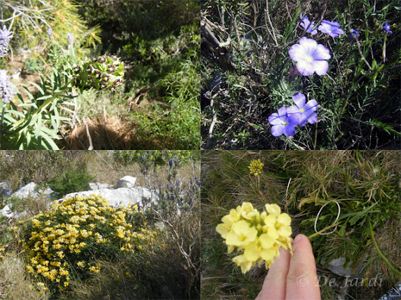 2012_02260000_flors combinat.jpg