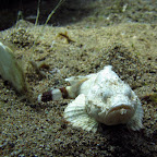 Scorpionfish (Dauin, Negros)