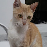 DICIEMBRE II EN BUSCA DE HOGAR