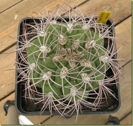 Gymnocalycium saglionis asciutto Gymnocalycium saglionis asciutto