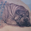 Sharpei #2