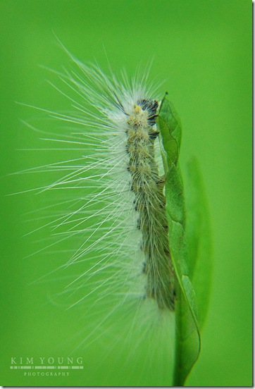 caterpillar on leaf