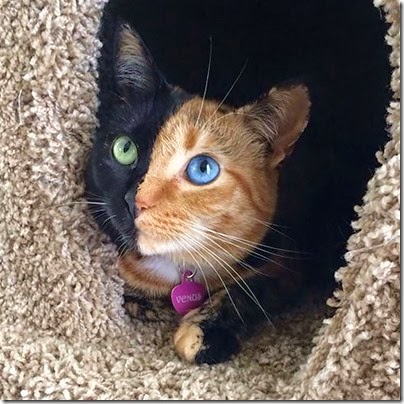 gatos y perros con un ojo diferente cosasdivertidas net (8) imagenes divertidas de gatos cosasdivertidas net (8)