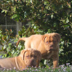 Puppes EddiexRuby two months.jpg 022.jpg
