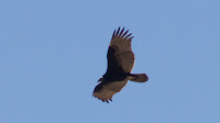 DSC02935.jpg