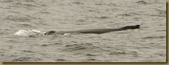 Fin whale fog MSB_7241 NIKON D300S June 12, 2011