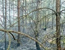 Pożar lasu na Krępie - 05.08.2013r.4
