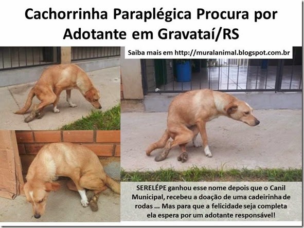 Cachorrinha Paraplégica Procura por Adotante em Gravataí