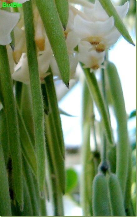 hoya linearis