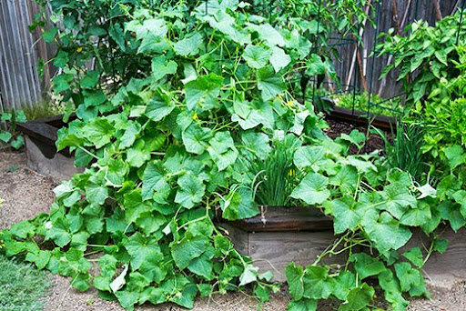 Cucumber plant taking over the garden bed