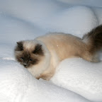 Gigi-2010-3.JPG