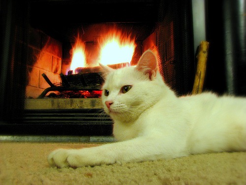 cat-at-the-fireplace