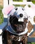 Francesca went as a rather grumpy mouse one year. Francesca went as a rather grumpy mouse one year.