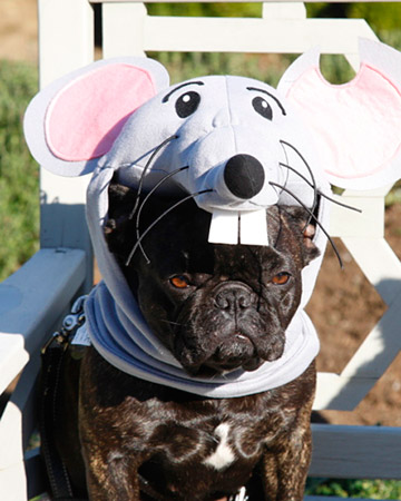 Francesca went as a rather grumpy mouse one year. Francesca went as a rather grumpy mouse one year.