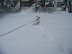 Shopper Stopper - Blizzard of '09