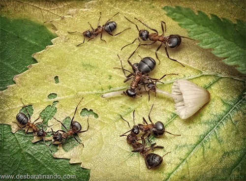 formigas inacreditaveis incriveis desbaratinando (10) formigas inacreditaveis incriveis desbaratinando (10)