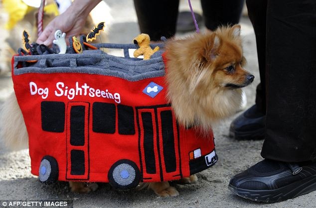 [This%2520pomeranian%2520went%2520as%2520a%2520sightseeing%2520bus%255B4%255D.jpg]