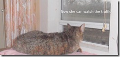 Bobbiecat-at-her-window