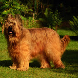 Prince