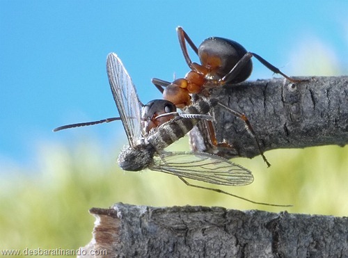 formigas inacreditaveis incriveis desbaratinando  (48)