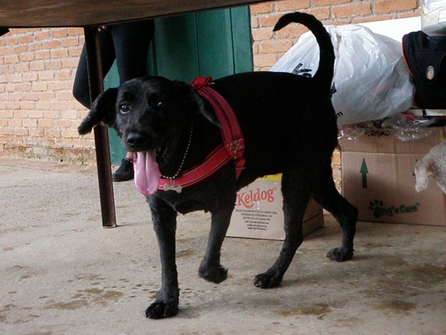 [Patas%252022%2520%252887%2529%255B4%255D.jpg]