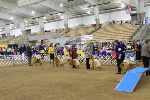 After a nice long rest, it's time for the show! This show was sponsored by the Nashville Kennel Club and was specifically organized for specialty breeds. After a nice long rest, it's time for the show! This show was sponsored by the Nashville Kennel Club and was specifically organized for specialty breeds.