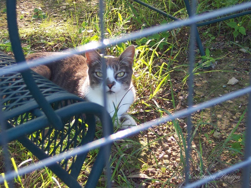 [KittyBars%255B3%255D.jpg]
