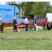 Pet Dogs 016.jpg