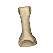 phalanx_foot_proximal_2nd_left.jpg