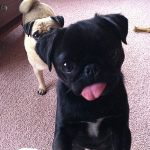 [Cute_Dogs_With_Tongues_Out_25%255B1%255D.jpg]